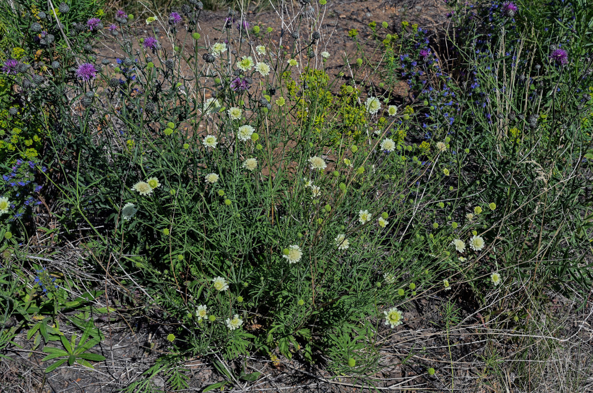 Image of Scabiosa ochroleuca specimen.