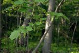 Acer tegmentosum. Ветвь с соцветиями. Владивосток, Ботанический сад-институт ДВО РАН. 9 мая 2008 г.