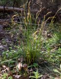 Carex digitata