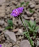 Erigeron allochrous. Верхушка побега с соцветием. Киргизия, Ошская обл., Памир, Заалайский хр., гребень пика Петровского, ≈ 4000 м н.у.м., каменистый сухой склон. 05.07.2022.