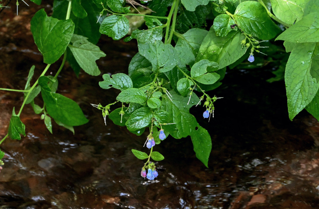 Изображение особи Symphytum asperum.