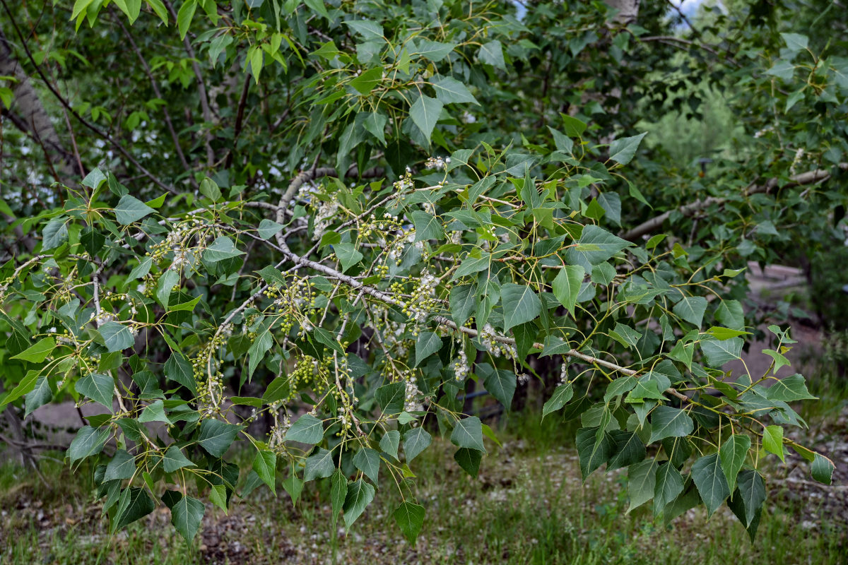 Image of genus Populus specimen.