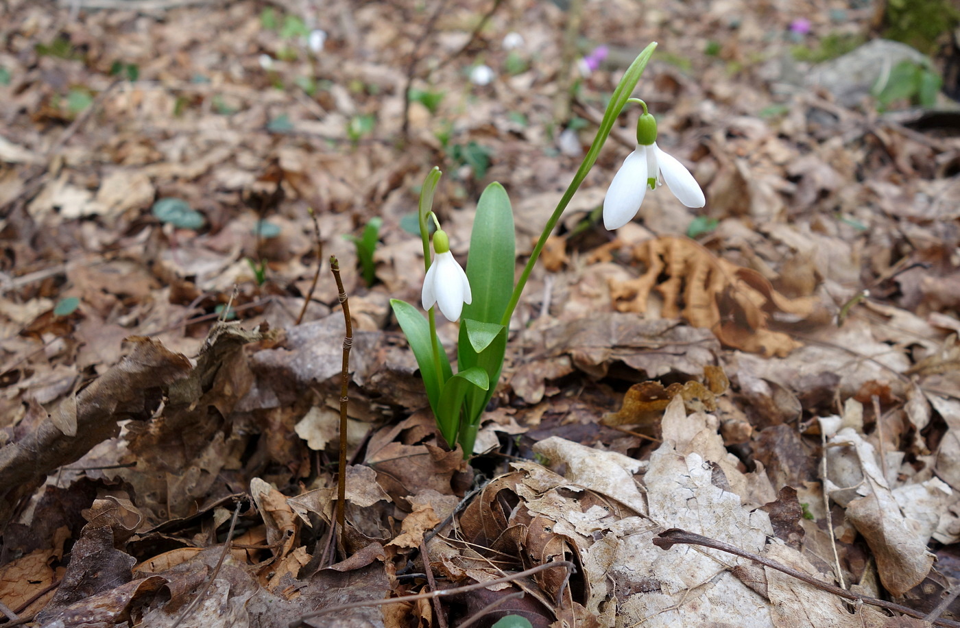 Изображение особи Galanthus woronowii.