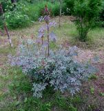 Rosa glauca