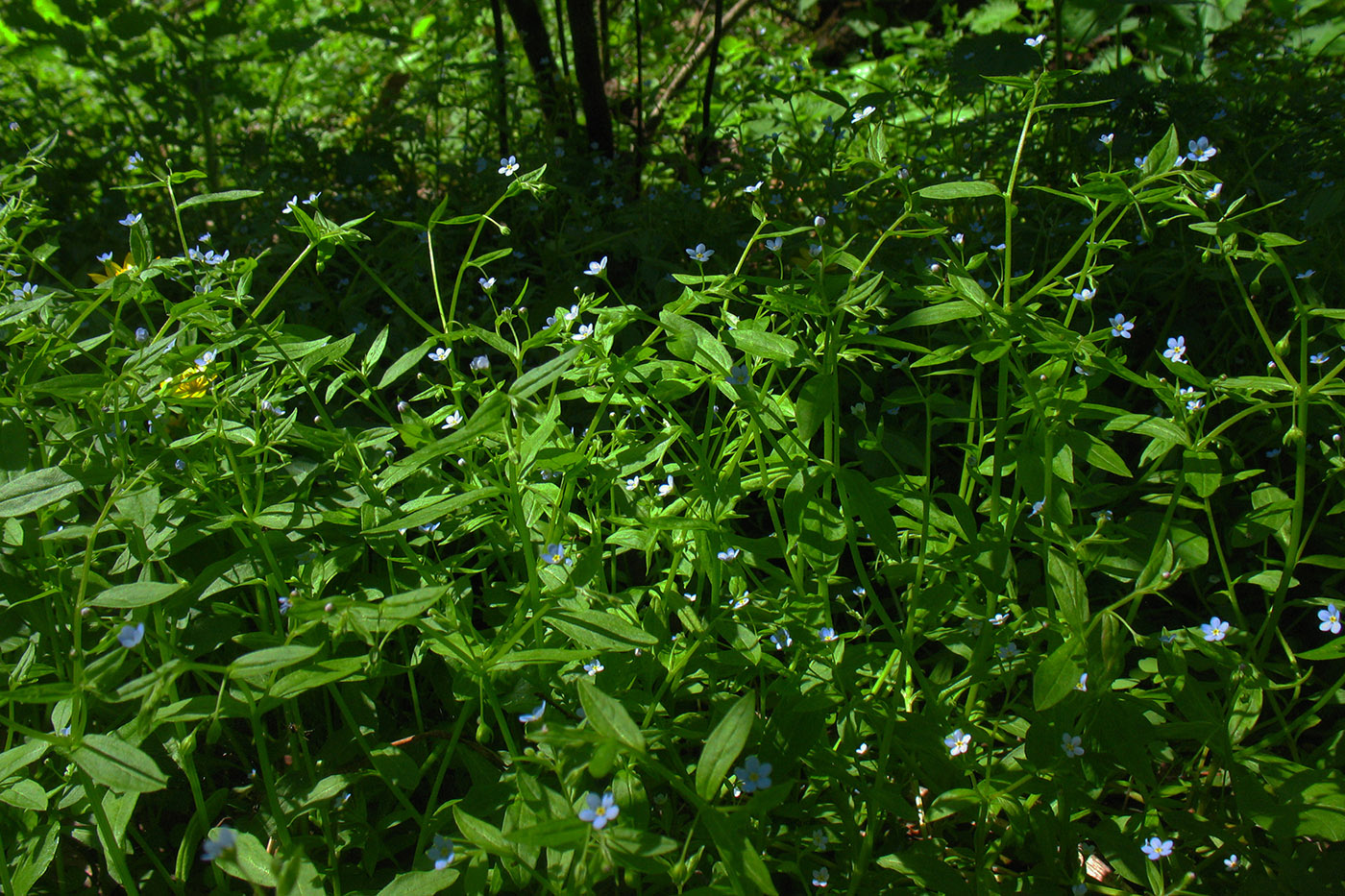 Image of Omphalodes scorpioides specimen.