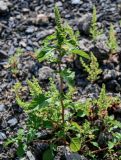 Amaranthus retroflexus