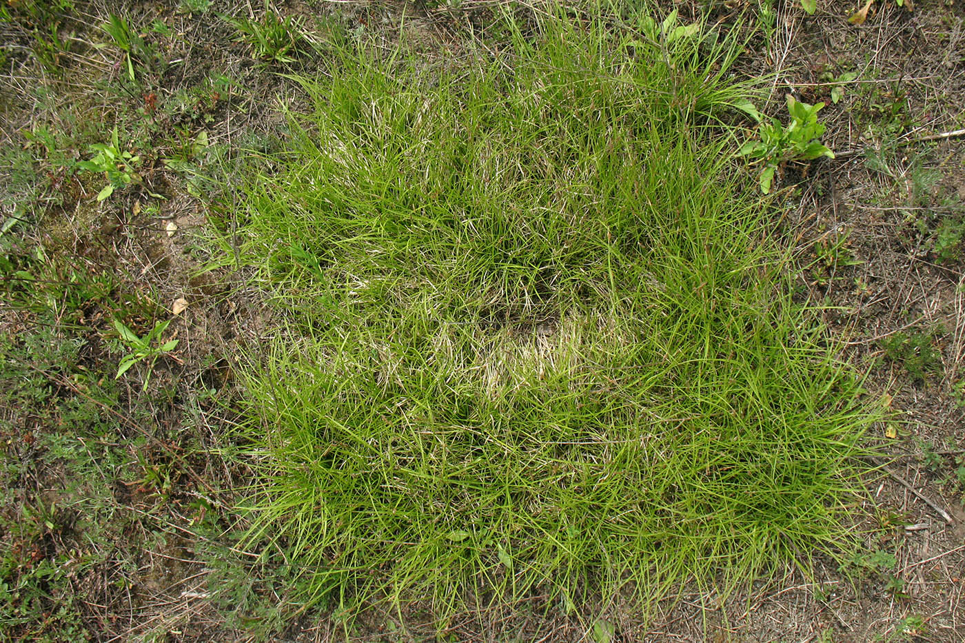 Image of Carex caryophyllea specimen.