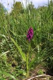 Dactylorhiza incarnata