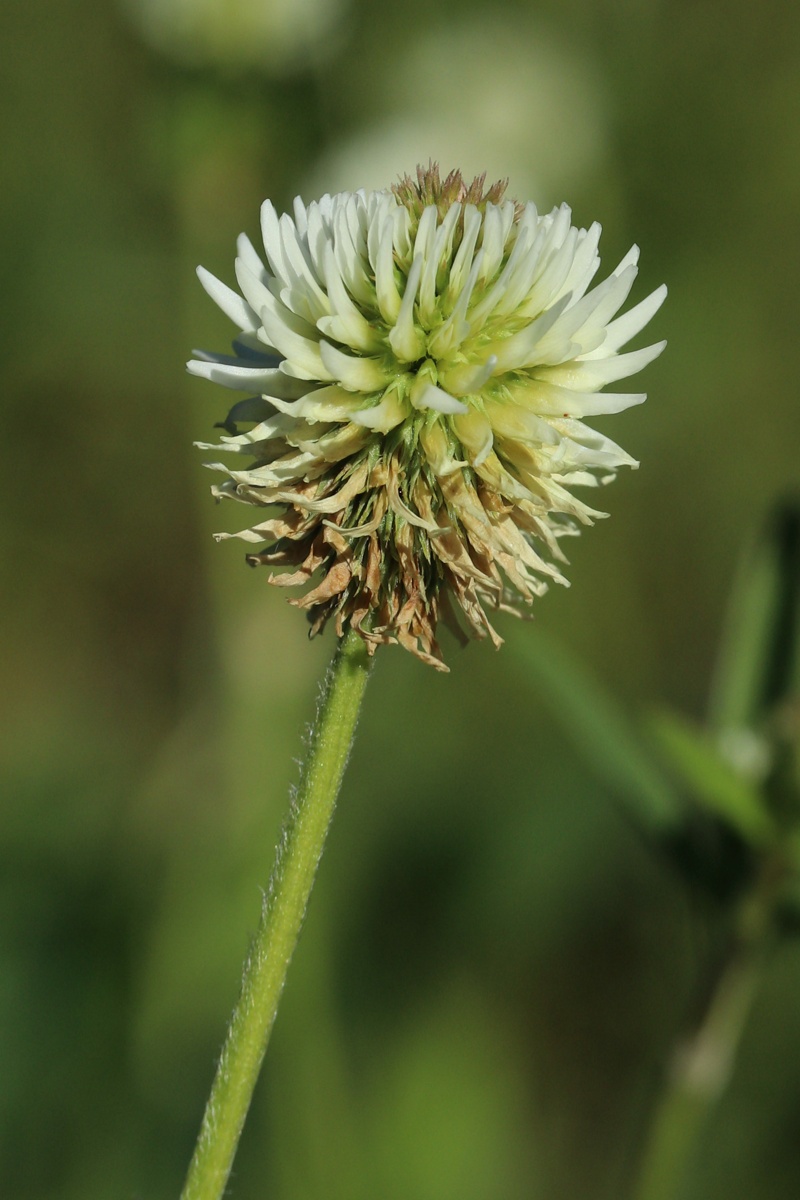 Image of Trifolium montanum specimen.