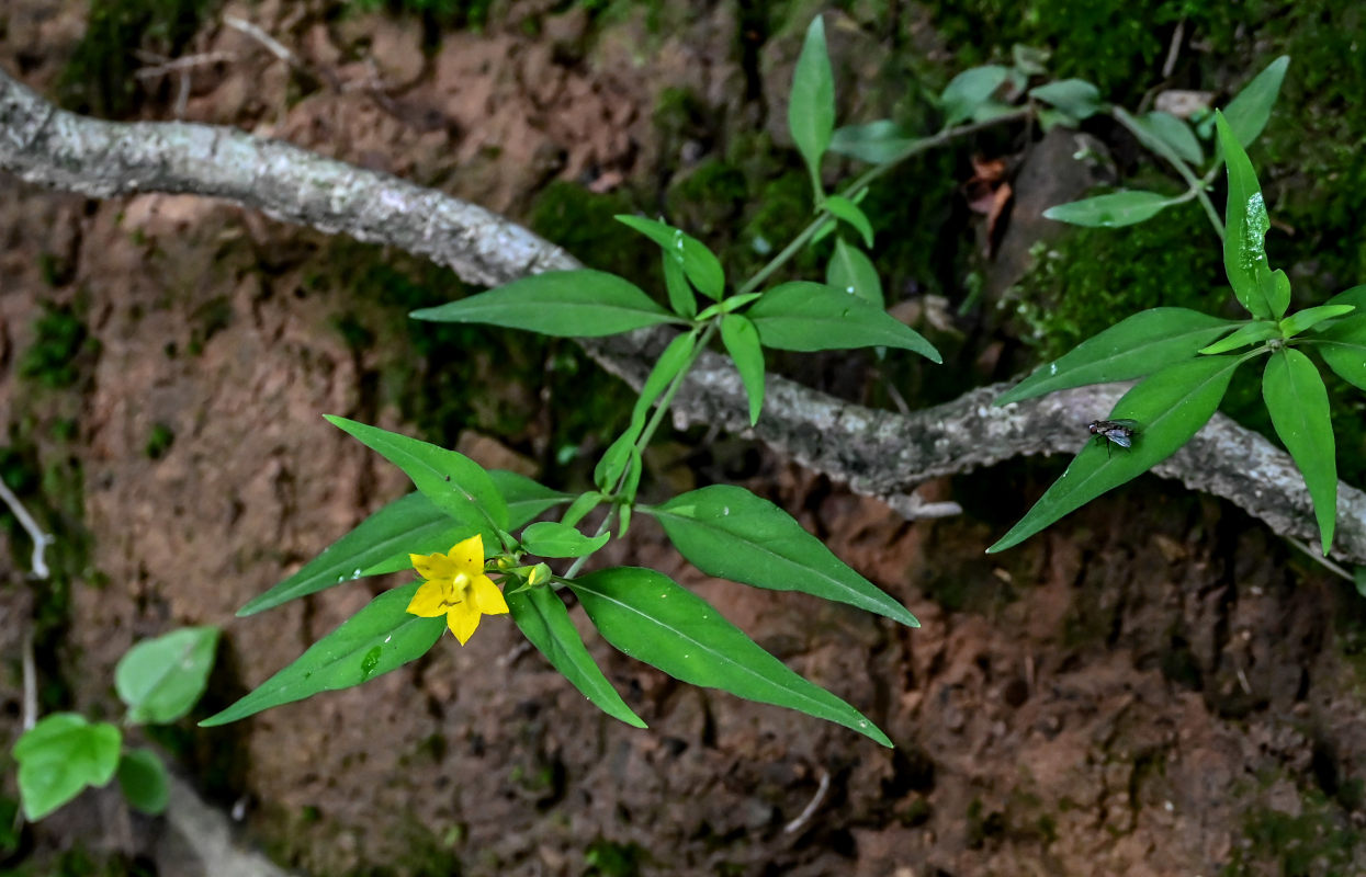 Image of Lysimachia ophelioides specimen.
