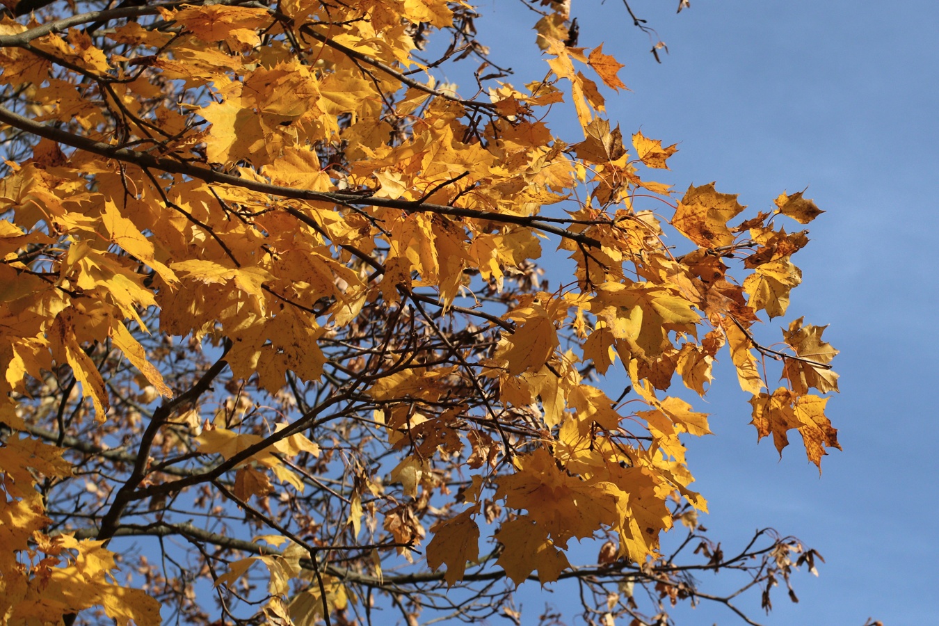 Изображение особи Acer platanoides.