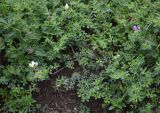 Medicago × varia