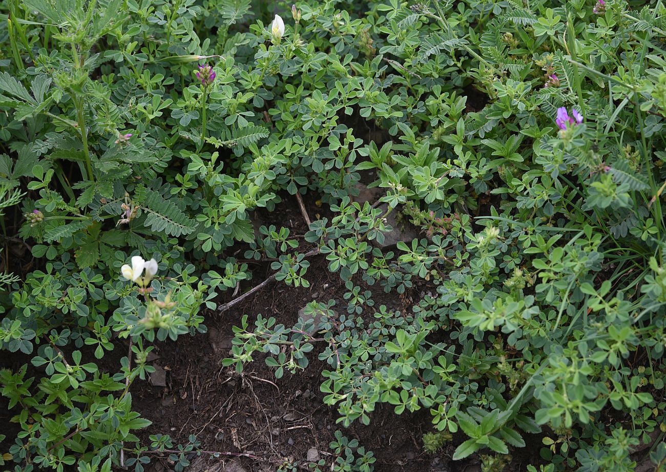 Image of Medicago × varia specimen.