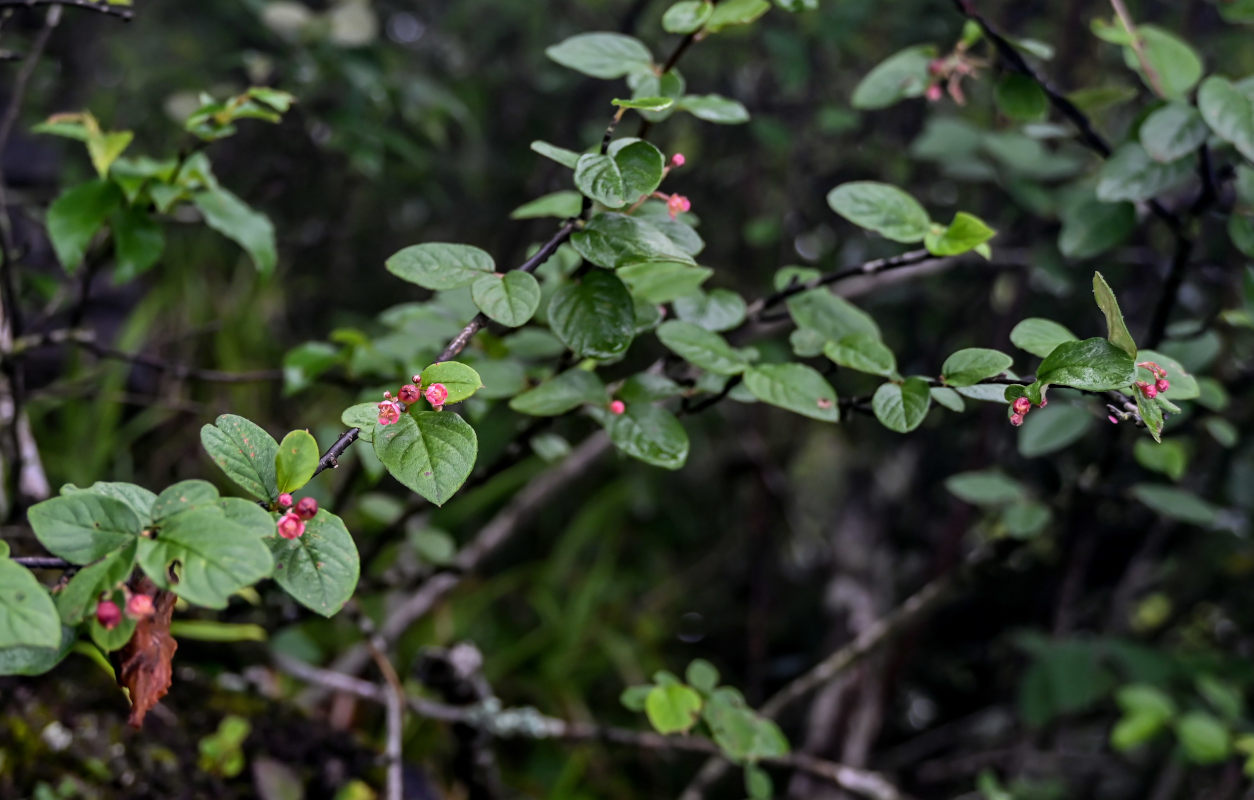 Изображение особи Cotoneaster zabelii.
