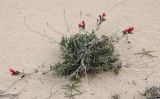 Echium angustifolium. Цветущее растение. Египет, окр. г. Эль-Дабаа, дюны, несомкнутая псаммофитная группировка. 03.02.2025.
