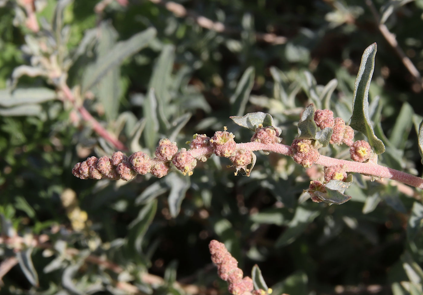 Изображение особи Atriplex glauca.