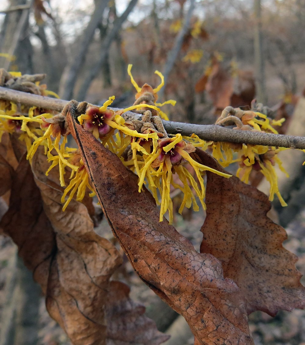 Image of Hamamelis vernalis specimen.