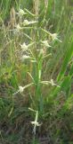 Silene multiflora