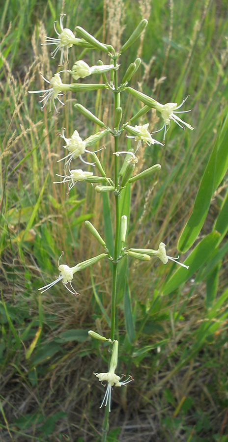 Image of Silene multiflora specimen.
