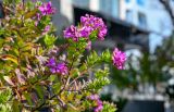 Polygala myrtifolia