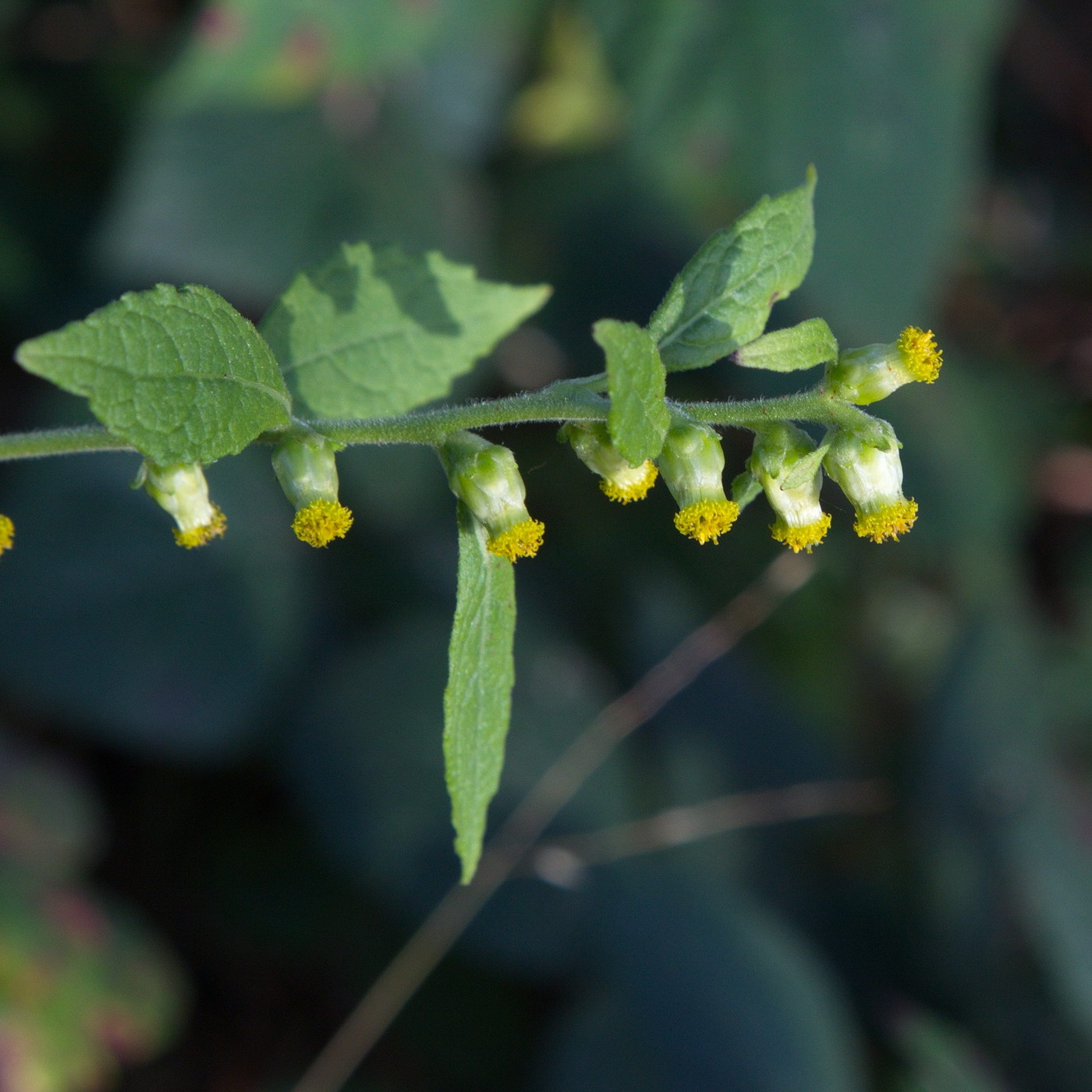 Изображение особи Carpesium abrotanoides.
