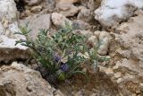 Cousiniopsis atractyloides. Цветущее растение. Таджикистан, Хатлонская обл., Кабодиёнский р-н, хр. Аруктау, окр. пер. Дандан-Чикан, пестроцветы, крупнообломочная осыпь переполненного окаменевшими раковинами и гипсом песчаника. 18 апреля 2025 г.