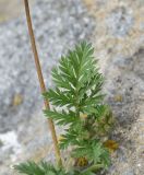 род Erodium. Бутоны, лист и часть побега. Грузия, край Самцхе-Джавахети, окраина с. Тмогви, 100 м от оз. Цунда, луг. 18 мая 2025 г.