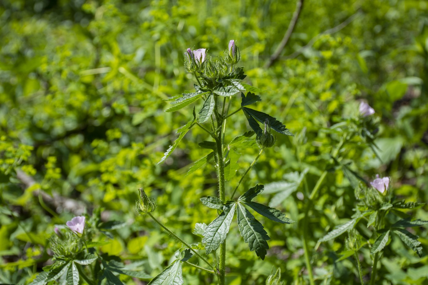 Image of Malva setigera specimen.