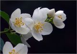 Philadelphus pubescens. Цветки и бутон. Московская обл., Раменский р-н, окр. дер. Хрипань, садовый участок. 26.06.2025.