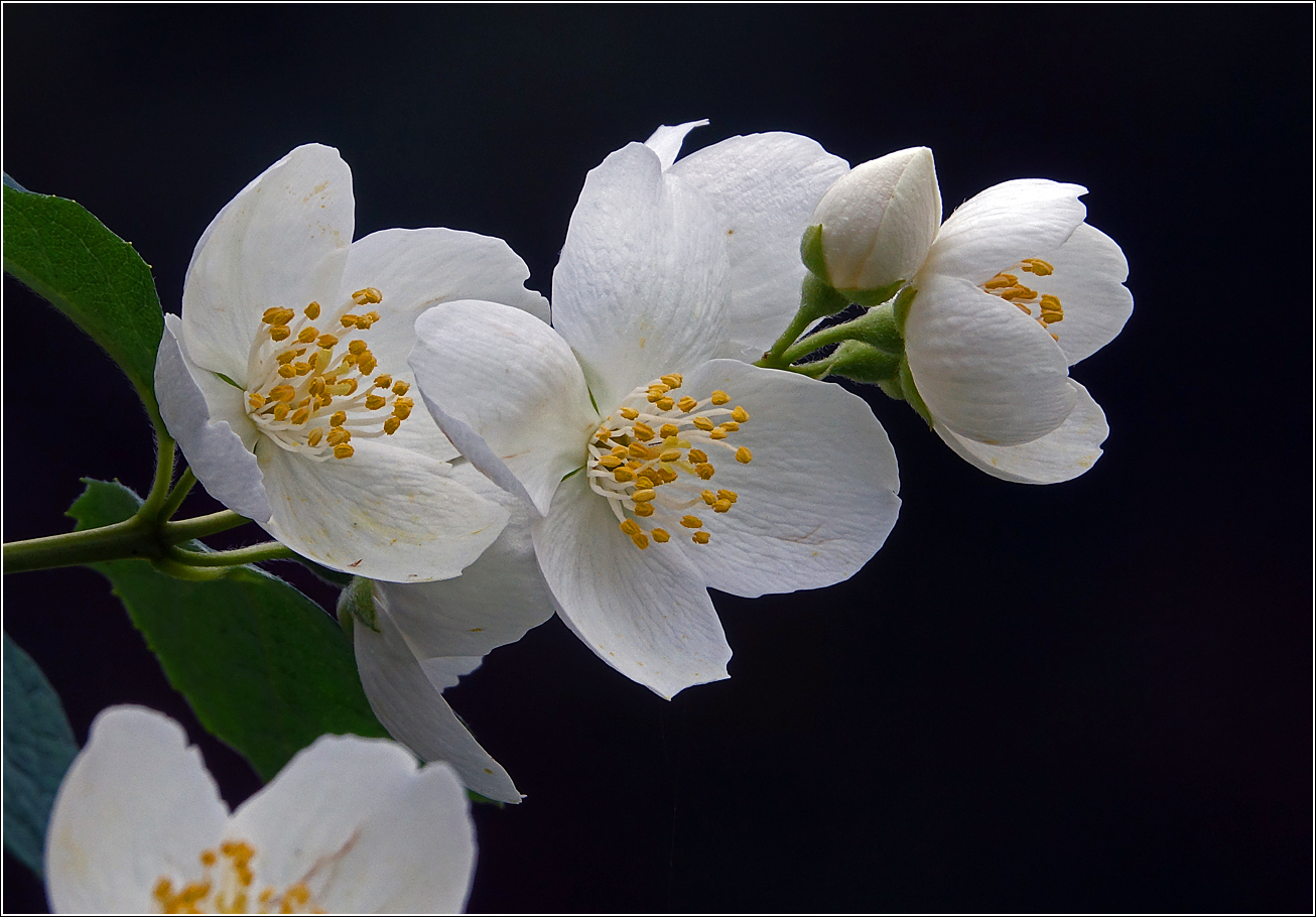 Изображение особи Philadelphus pubescens.