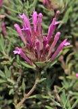 Thymus longiflorus