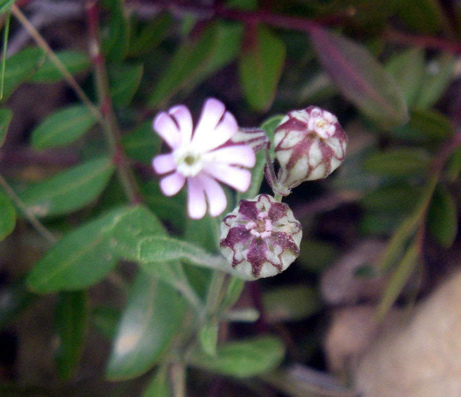 Изображение особи Silene hifacensis.