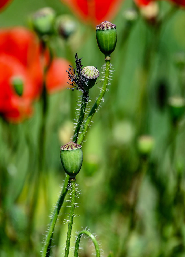 Изображение особи Papaver rhoeas.