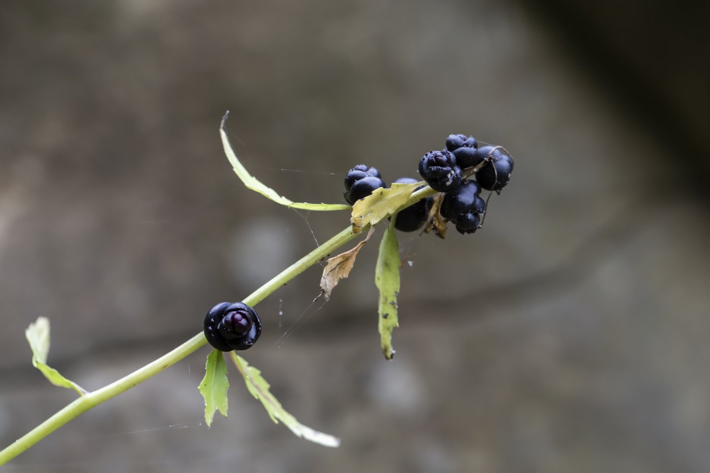 Image of Cardamine bulbifera specimen.