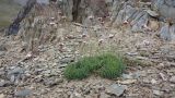 Gypsophila capituliflora. Цветущее растение. Таджикистан, Горно-Бадахшанская автономная обл., Мургабский р-н, хр. Музкол, пер. Кокджар. ≈ 3800 м н.у.м., каменистый склон. 11 июля 2025 г.