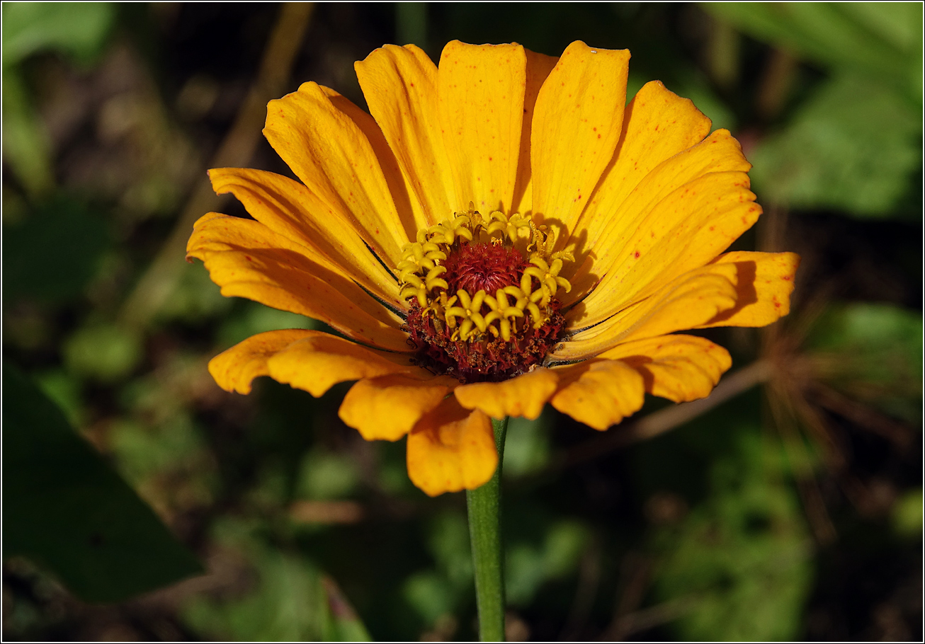 Image of Zinnia elegans specimen.