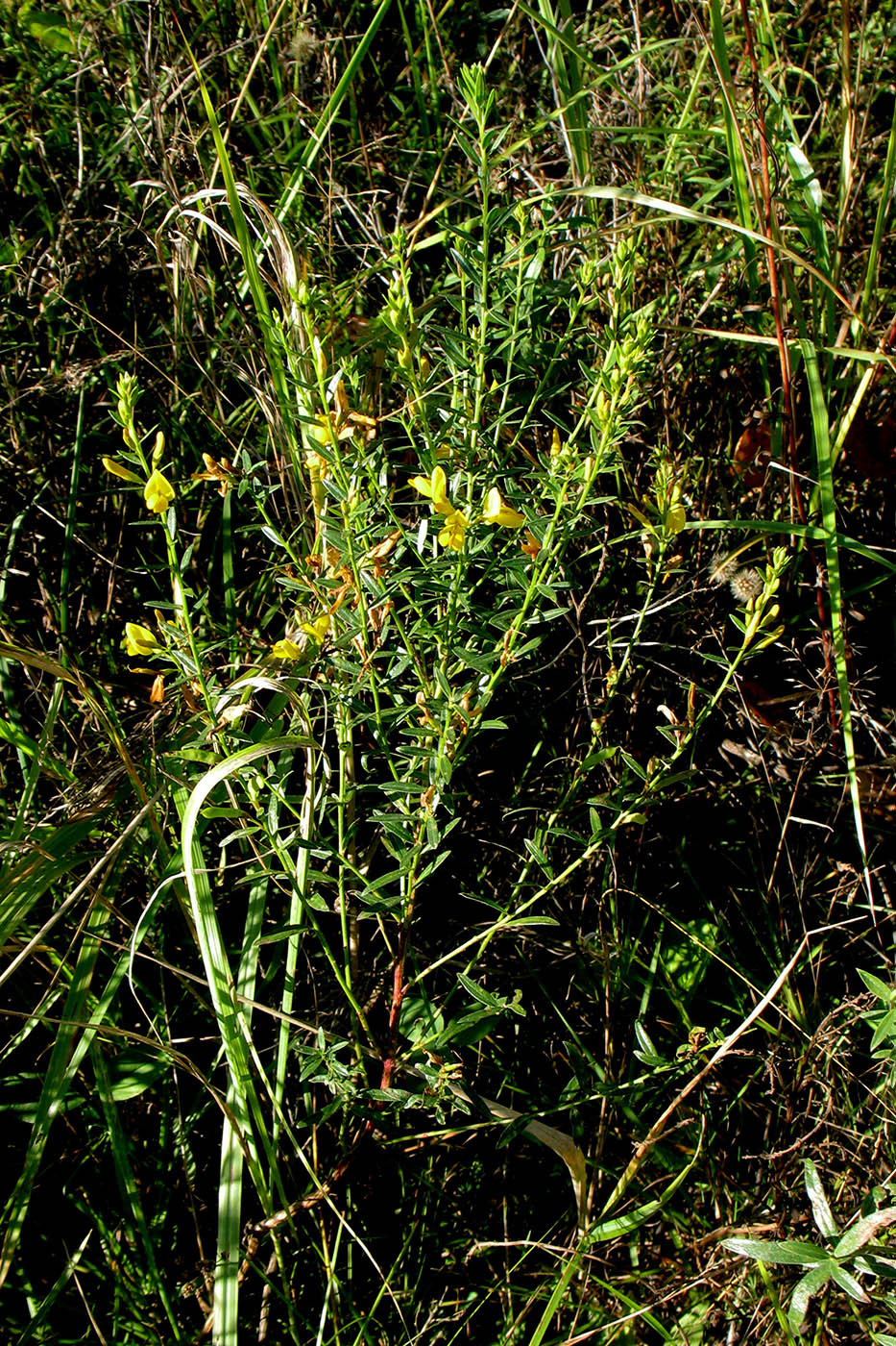 Изображение особи Genista tinctoria.