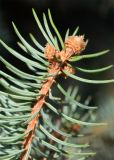 Image of taxon representative. Author is Тулкин Тиллаев