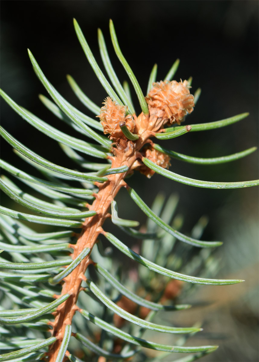 Image of Picea pungens f. glauca specimen.