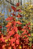 Physocarpus opulifolius. Побег в верхней части кроны с листвой в осенней окраске. Санкт-Петербург, Дудергофские высоты, Ореховая гора, северный край грунтового стадиона, опушка широколиственного леса. 18.10.2025.