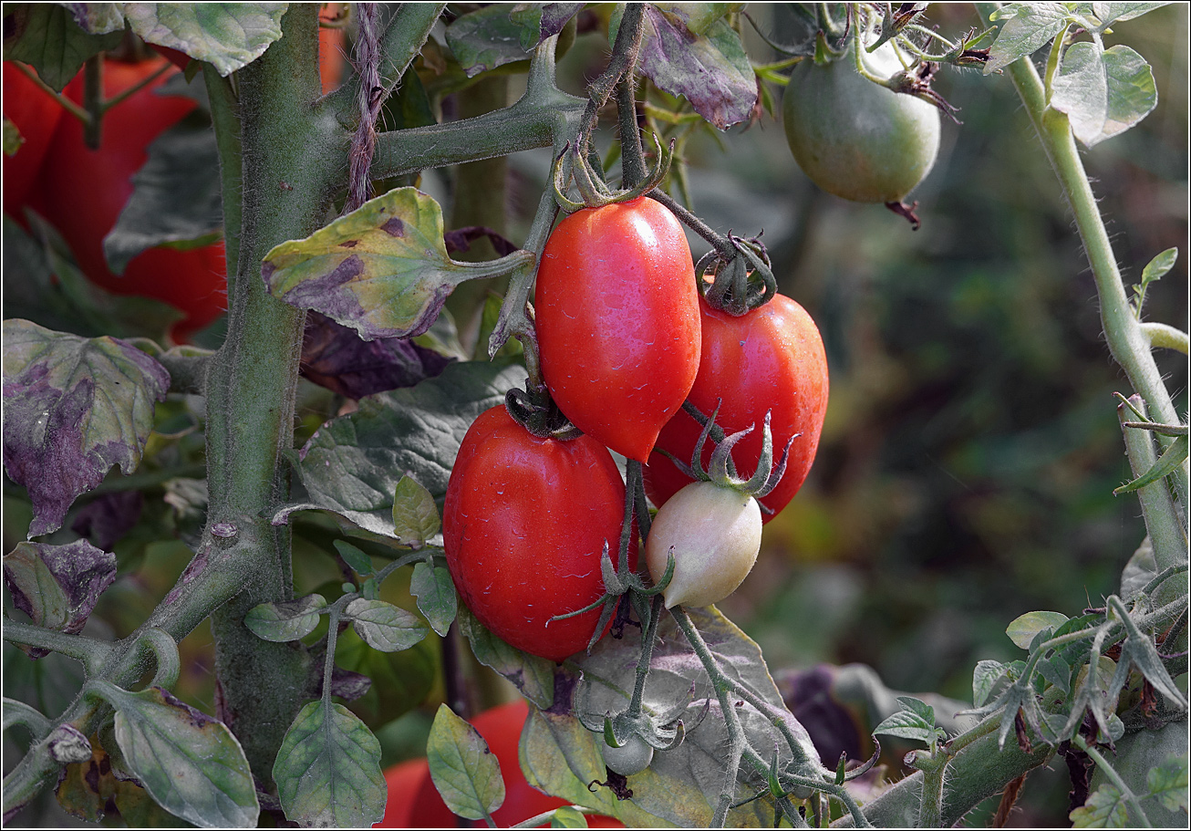 Изображение особи Lycopersicon esculentum.