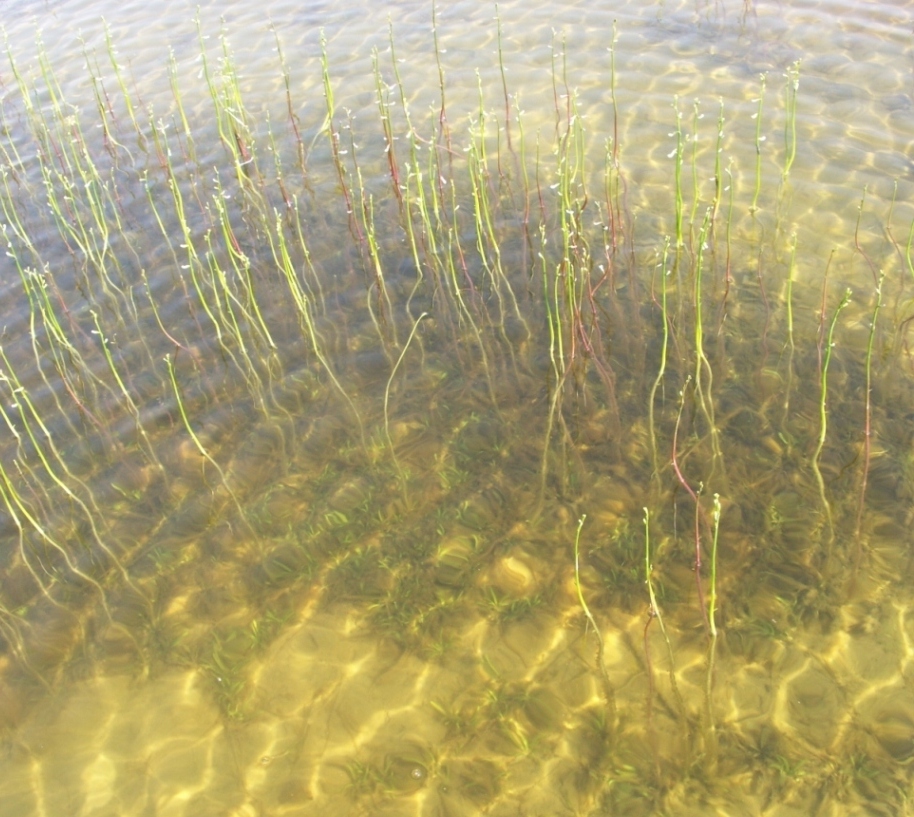 Image of Lobelia dortmanna specimen.