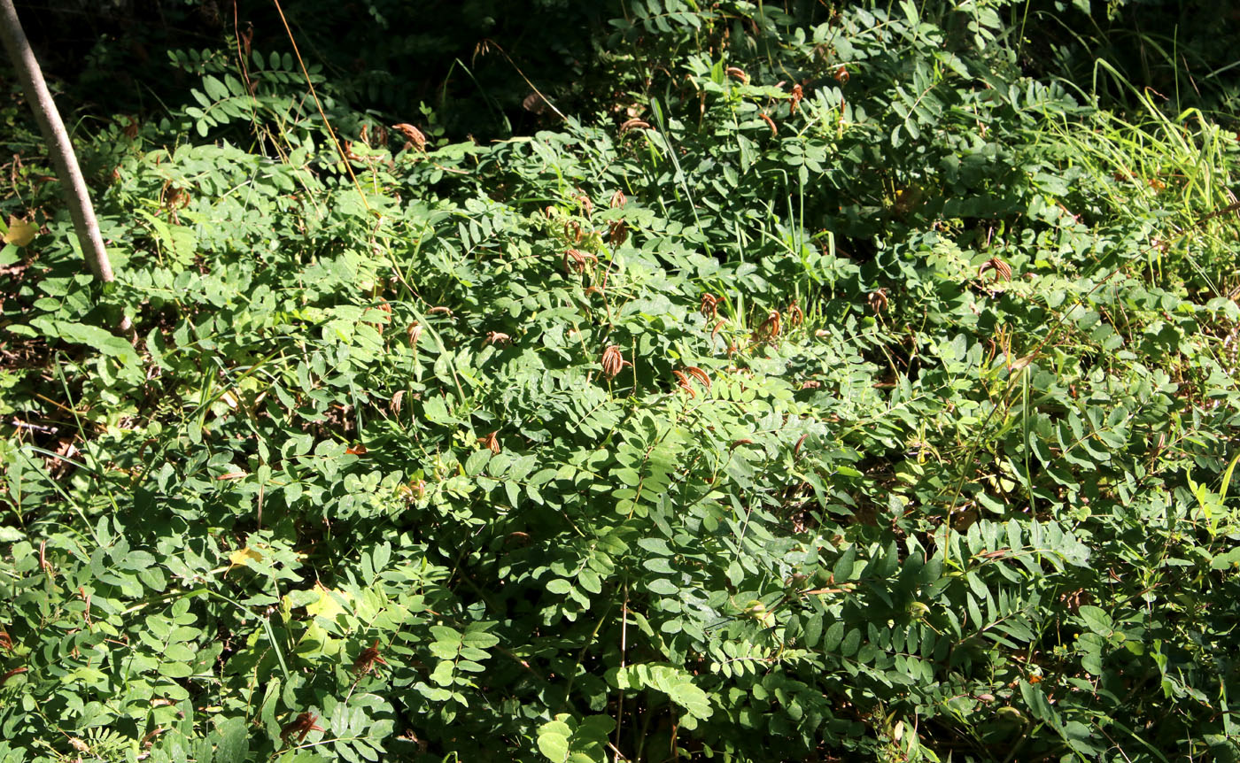 Изображение особи Astragalus glycyphyllos.