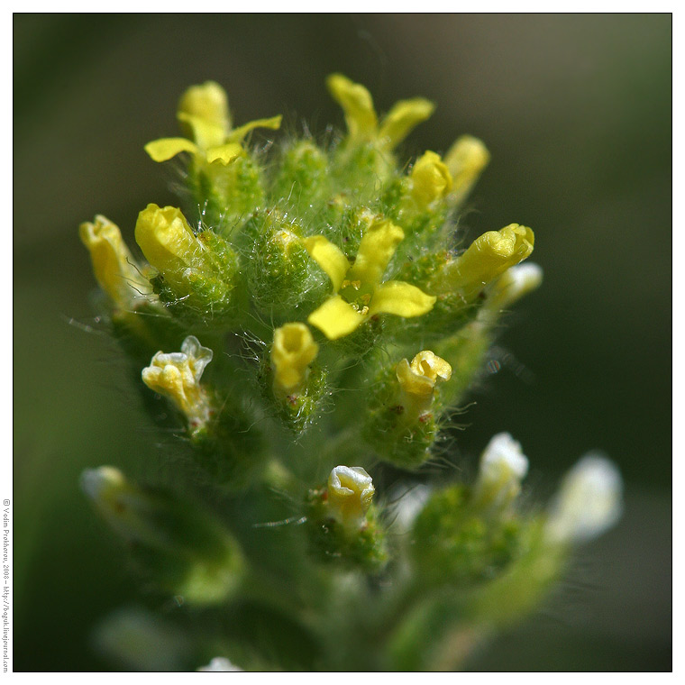 Image of Alyssum alyssoides specimen.