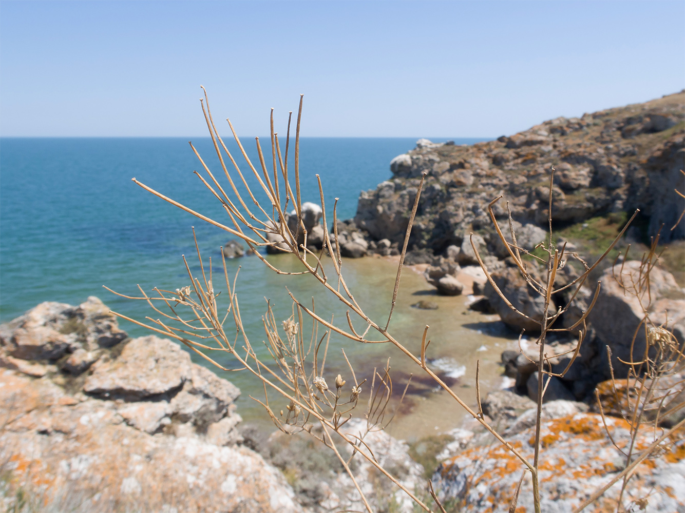 Изображение особи семейство Brassicaceae.