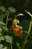 Cypripedium yatabeanum. Цветок. Камчатский край, Мильковский р-н, пр. борт дол. р. Ср. Авача, залесённый склон сопки, ≈ 790 м н.у.м., каменноберезняк. 03.07.2025.