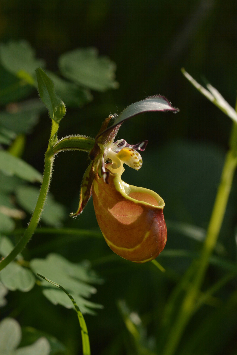 Image of Cypripedium yatabeanum specimen.