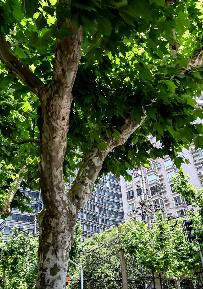 Image of Platanus orientalis specimen.