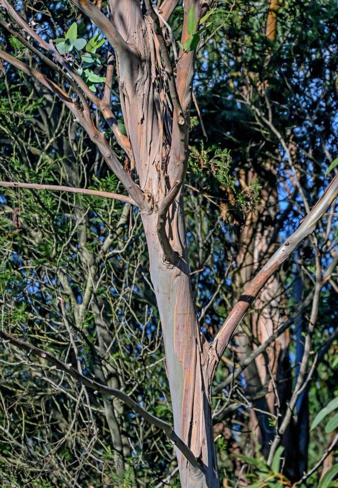 Изображение особи Eucalyptus globulus.