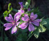 Malva sylvestris. Цветки. Абхазия, Гудаутский р-н, окр. с. Лдзаа, берег речки. 08.06.2025.